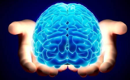 What does the brain do when it is free?