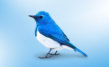 Twitter Announces Proposed Settlement of Shareholder Derivative Lawsuits