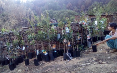 Tree plantations in the Kagan Valley