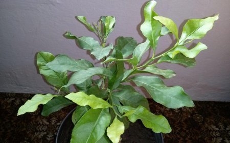 5 benefits of lemon leaves that will transform your health