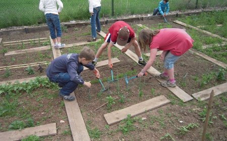 How school gardens can help children try more vegetables