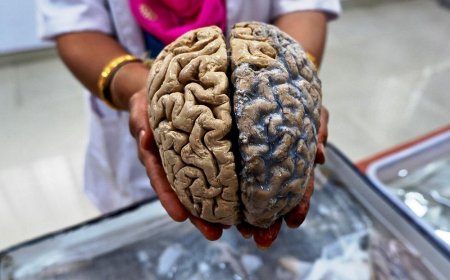 Fun Facts about the Brain: 6 Surprising Facts