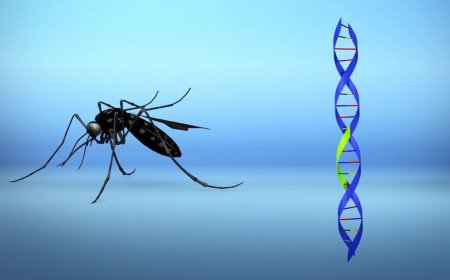 Modified mosquitoes repair insects in Florida