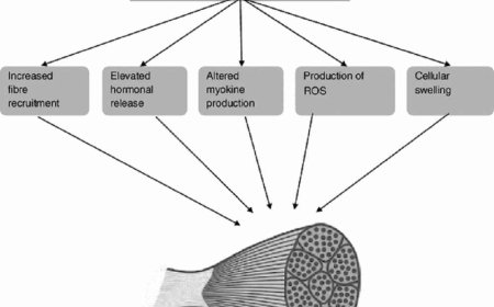 Metabolic stress: definition, causes and consequences