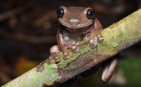 Researchers find new chocolate frog