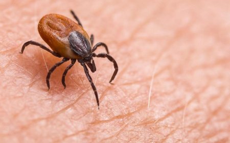 The New Lyme Disease