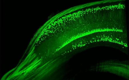 Natural doping for the brain