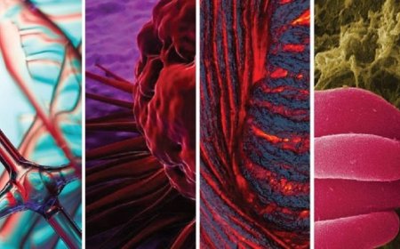 What is a scientific report?