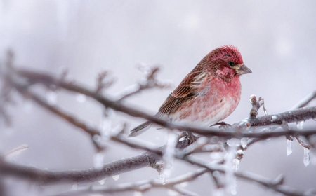 Birds in the winter. What and how to feed them