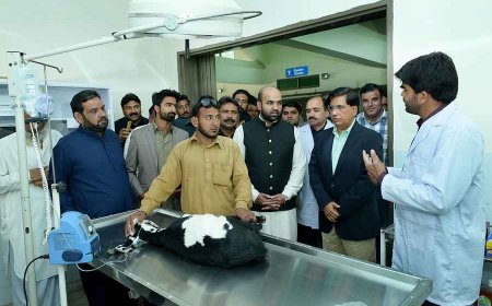 Top Veterinary Colleges in Pakistan Shaping the Future of Animal Care
