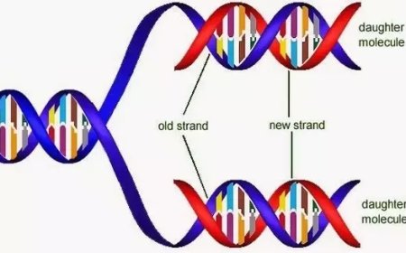Why DNA Copying is Essential in Reproduction